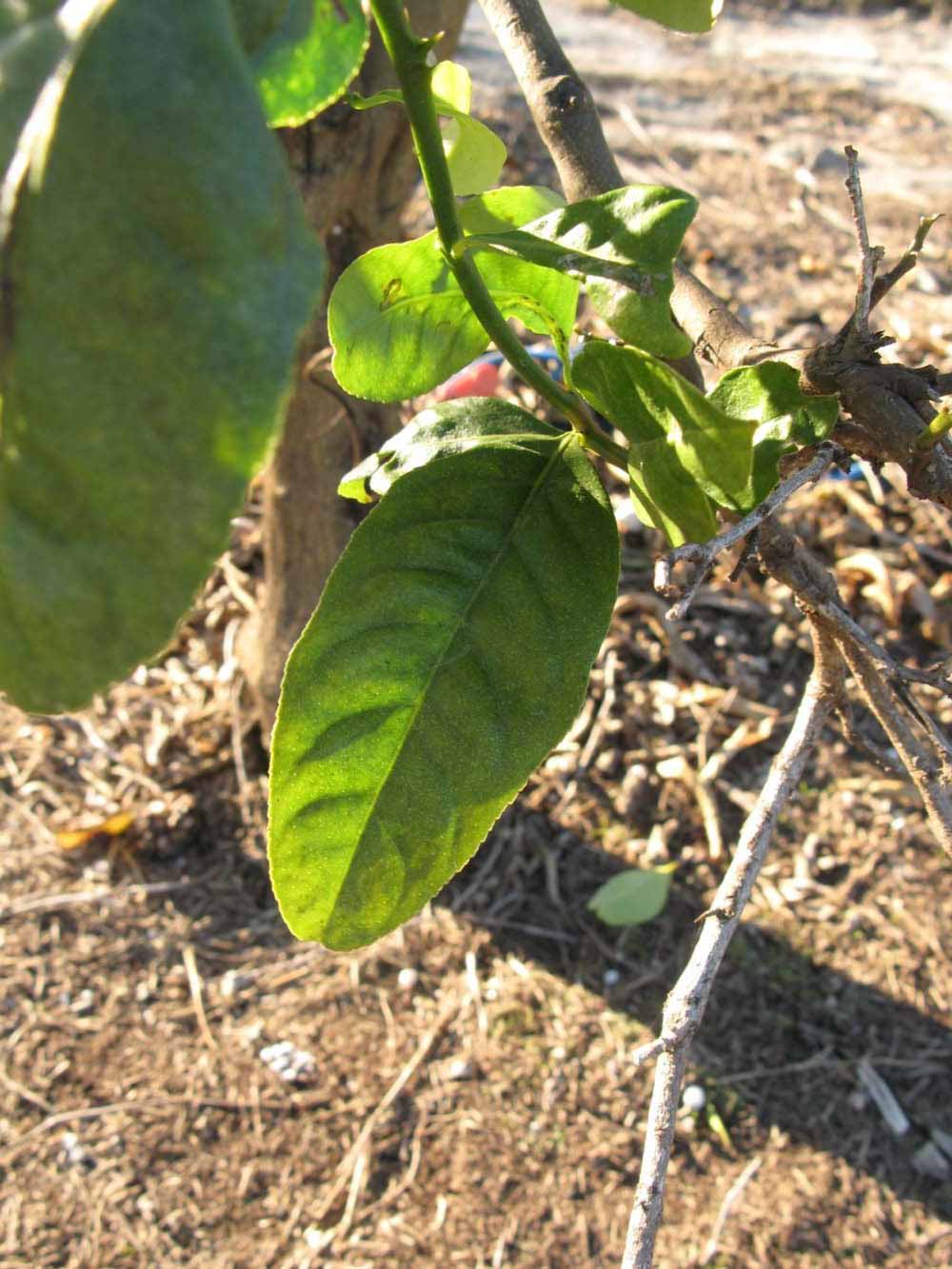            Sun leaves (Winter Haven, FL)   